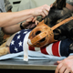 Image for article titled 26 Awesome Photos of War Dogs Showing How Badass and Cute They Can Be